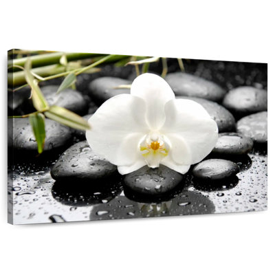 Orchidée blanche Harnek