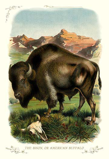 « bison », ou « american buffalo »