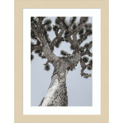 Daisey "Joshua" Print by Shot by Clint