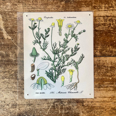 Chamomile Herb Flowers Botanical - No Frame Print on Metal