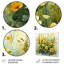 Décoration de jardin jaune et vert - marguerites fraîches-596362592-596362655