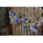 520 Sparkle Fairy Light-23667634-23667637
