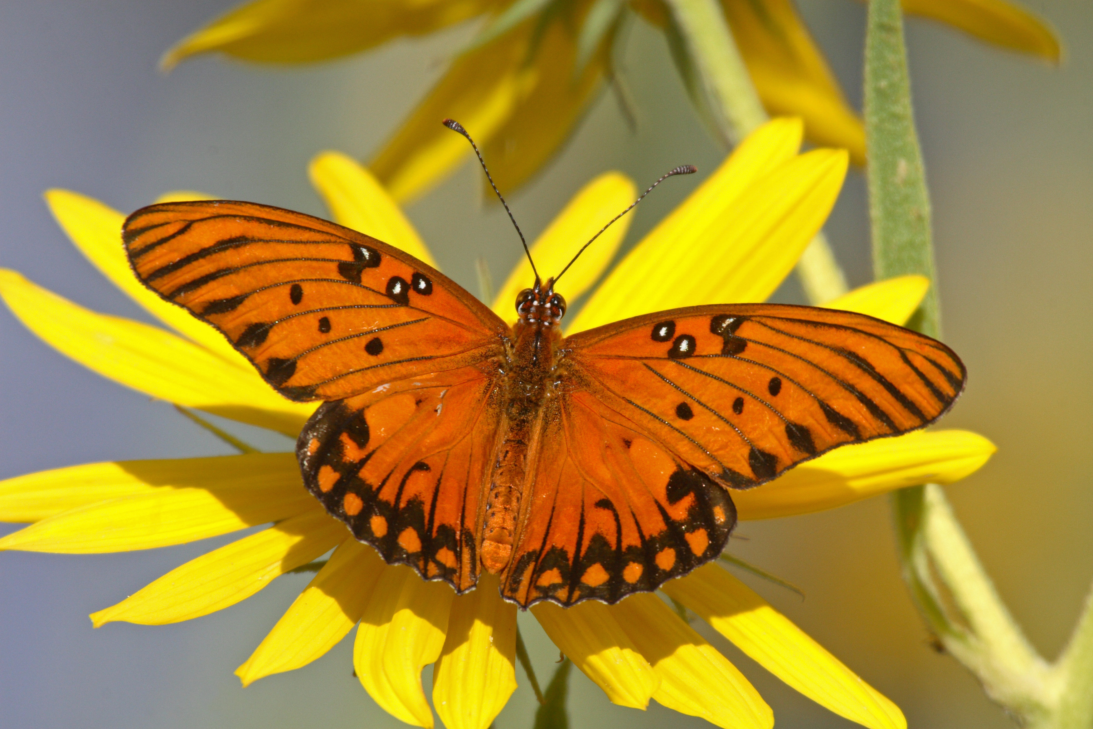 Monarch Butterfly on Flower Photo Photograph Butterfly Poster