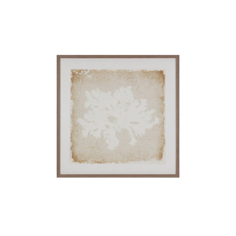 Aquatic Flora II Print