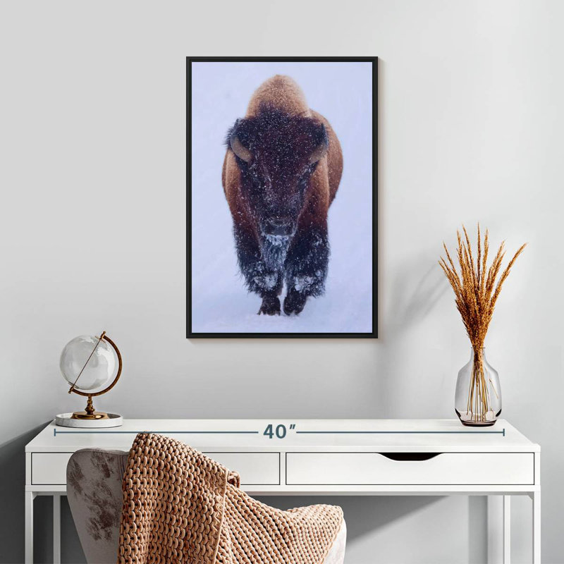 Bison dans la neige, 17 po x 25 po, Cadre flottant noir