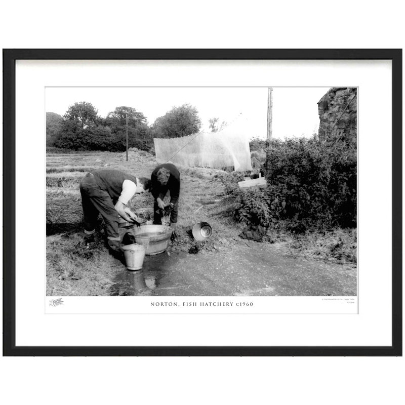Norton, Fish Hatchery C1960 - Single Picture Frame Print, 45cm H x 60cm W x 2.3cm D