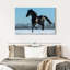 Cheval pur-sang espagnol Brampt-108908991