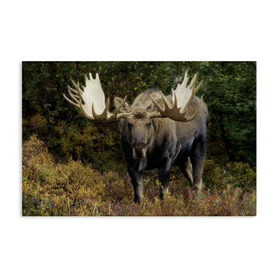 «Bull Moose Face Off» par Shane Lamb