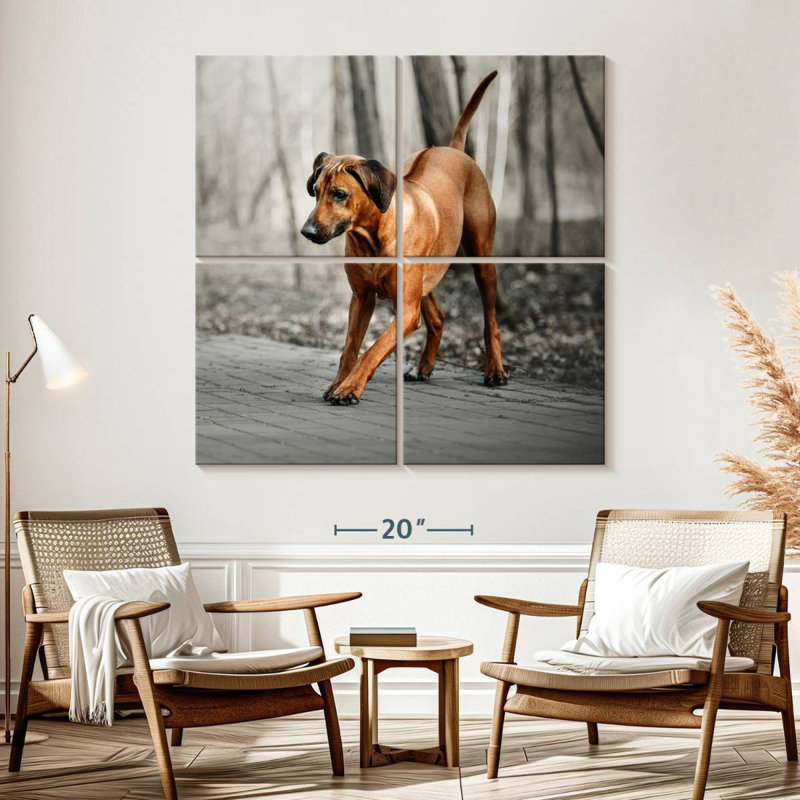 Chiot Brampt Rhodesian Ridgeback, H 57 po x l 57 po