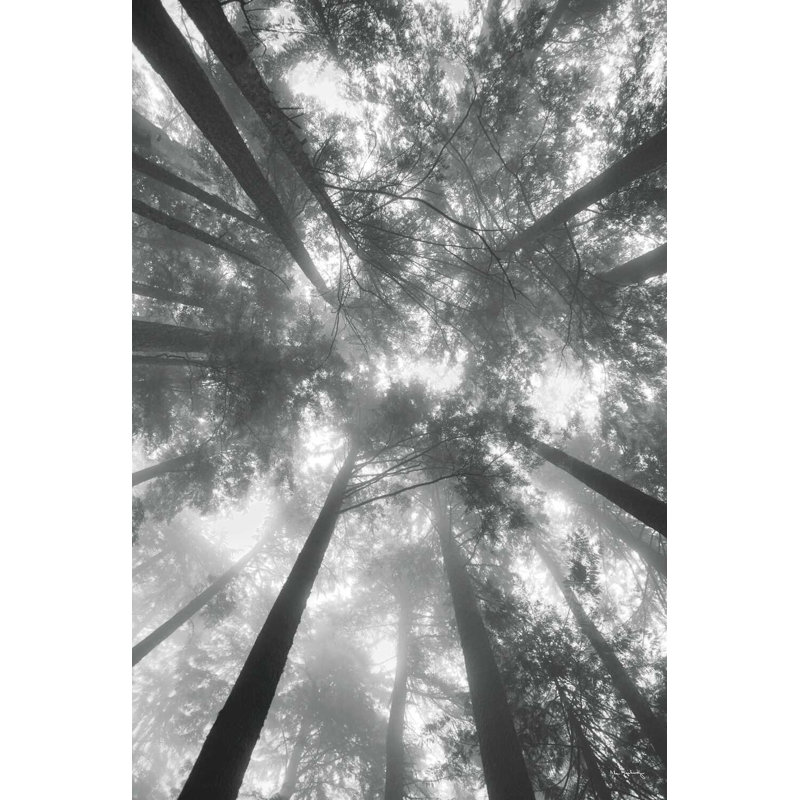 Sapins I BW, H 48 po x l 32 po x P 1,25 po