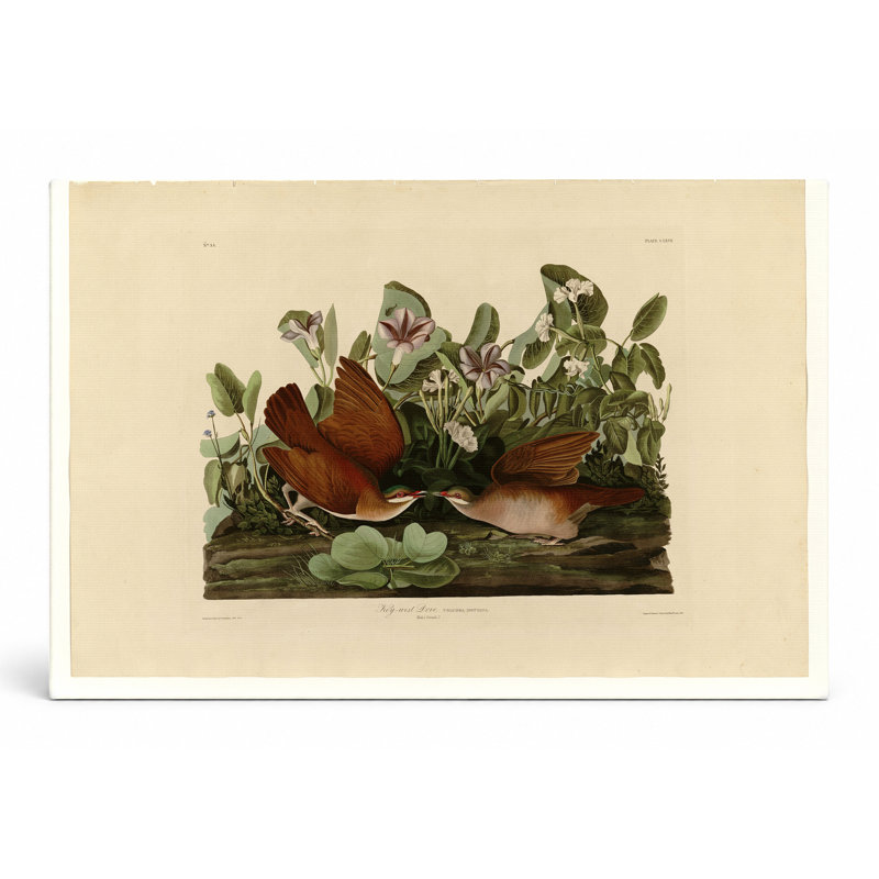Key West Dove (plaque CLXVII) - art mural sur toile paysage, L 14 po x H 11 po