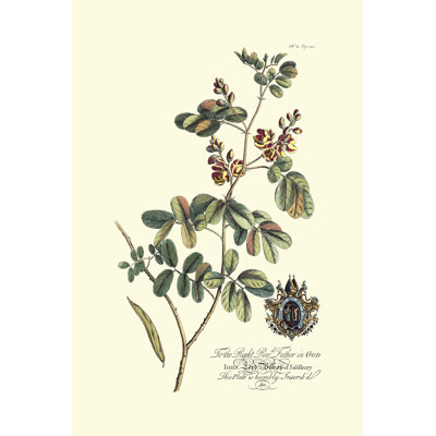 Royal Botanical IV by George Ehret - Wrapped Canvas Print