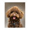 «Fluffy Toy Poodle Portrait», art mural par Renel Peters