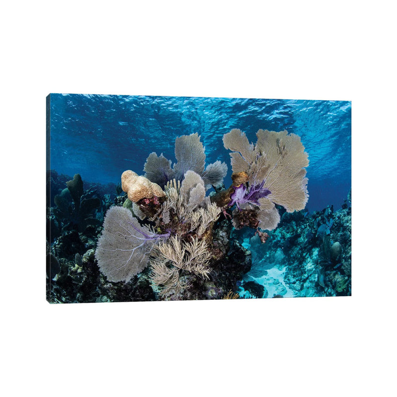 A Colourful Set Of Gorgonians On A Diverse Reef In The Caribbean Sea I by Ethan Daniels - Wrapped Canvas Gallery-Wrapped Canvas Giclée