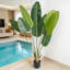 60 plantes