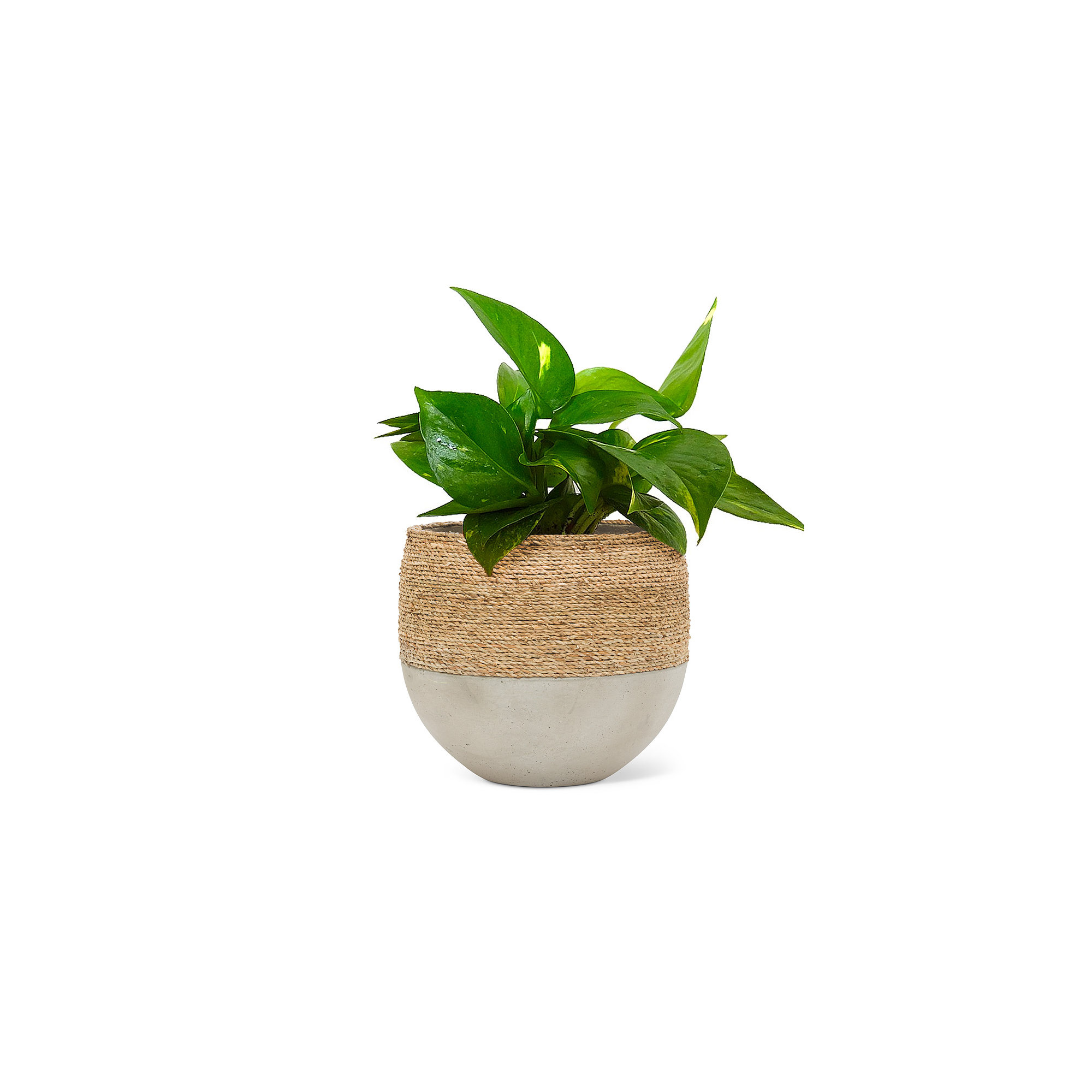 StowtheWold Pot Planter, 12.5" H x 12.5" W x 12.5" D