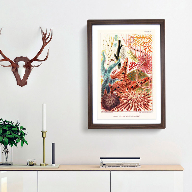 Great Barrier Reef Starfish by W. Saville-Kent - Picture Frame Painting Print, 48cm H x 36cm W x 2cm D, Walnut Framed