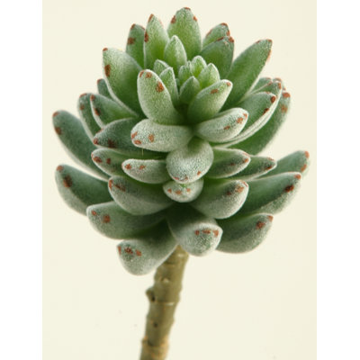 Plante agave en troupeau