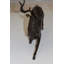 Atia Deer Bronze Statue -  Size: 12"L x 5"W x 10.5"H.