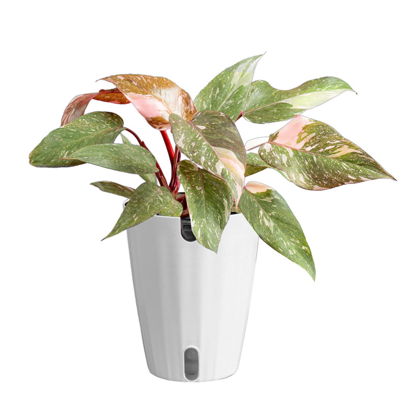 Trending Tropicals Philodendron Pink Princess In Ceramic Planter