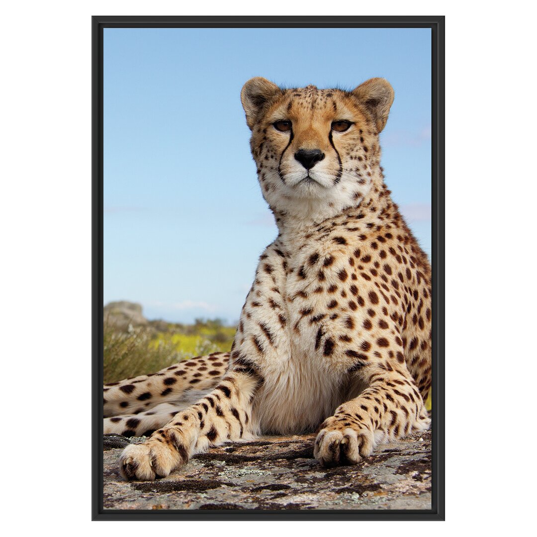 Gerahmtes Wandbild Gepard in Savanne