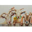 Curious gang of goats hand -painted acrylic painting