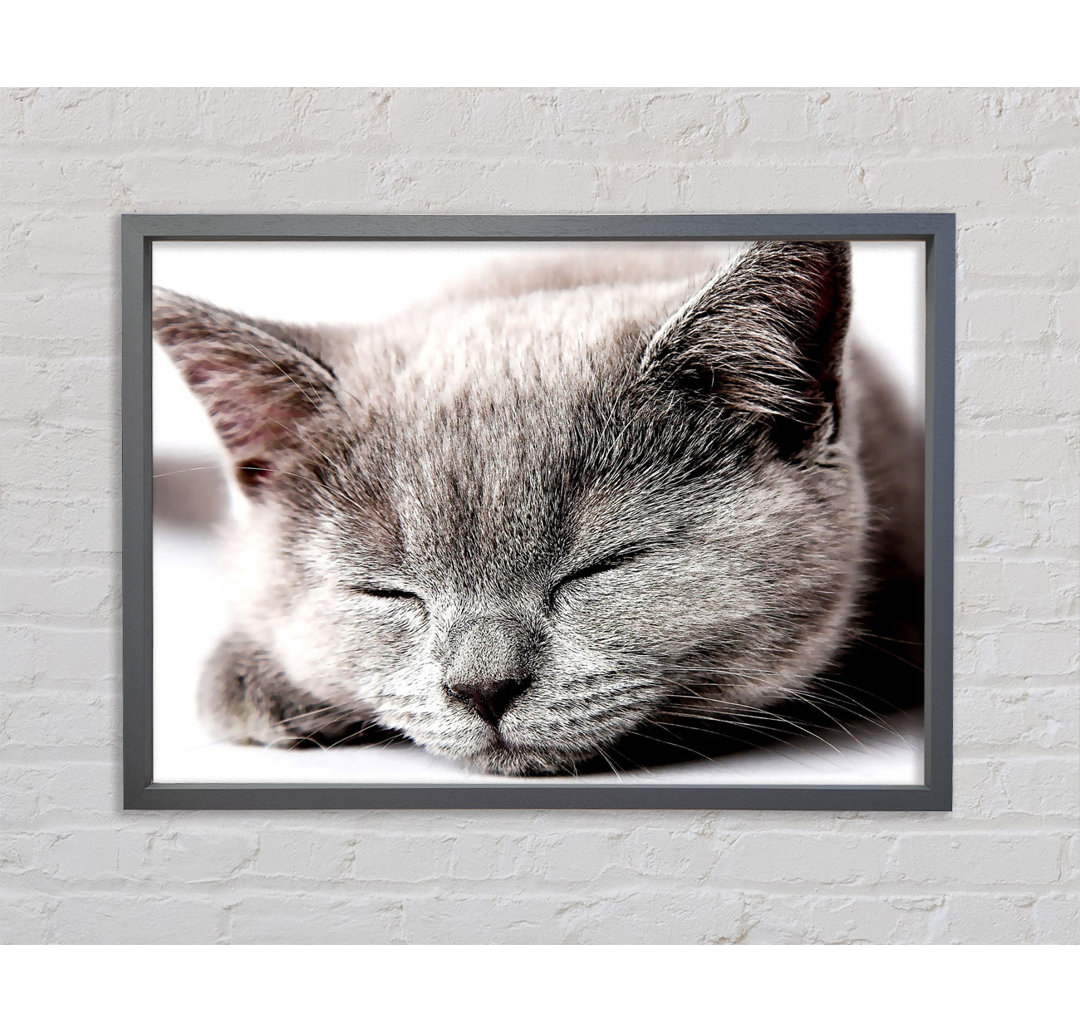 Sleepy Grey Kitten - Druck