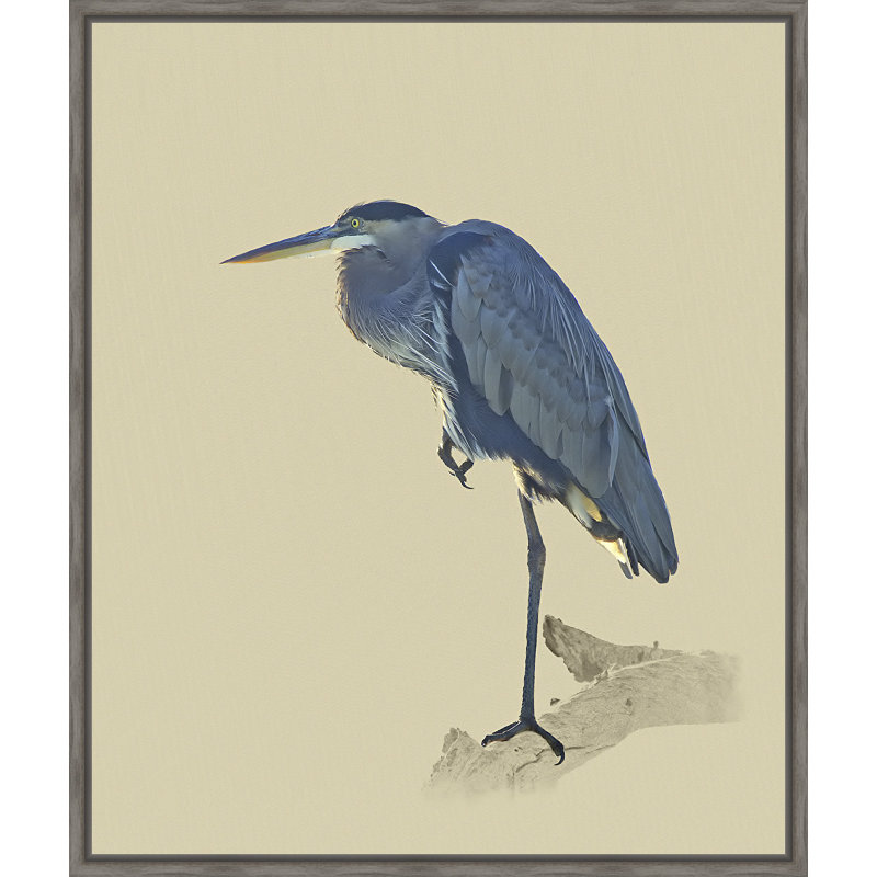 «Great Blue Heron», impression encadrée