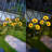 Yellow Solar Powered Integrated LED Pathway Light