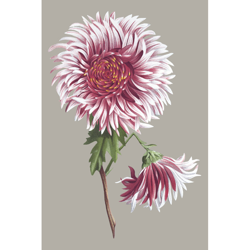 Chrysanthemum on Grey III by Vision Studio - Painting, 30 cm H x 20 cm W, Black Floater Framed