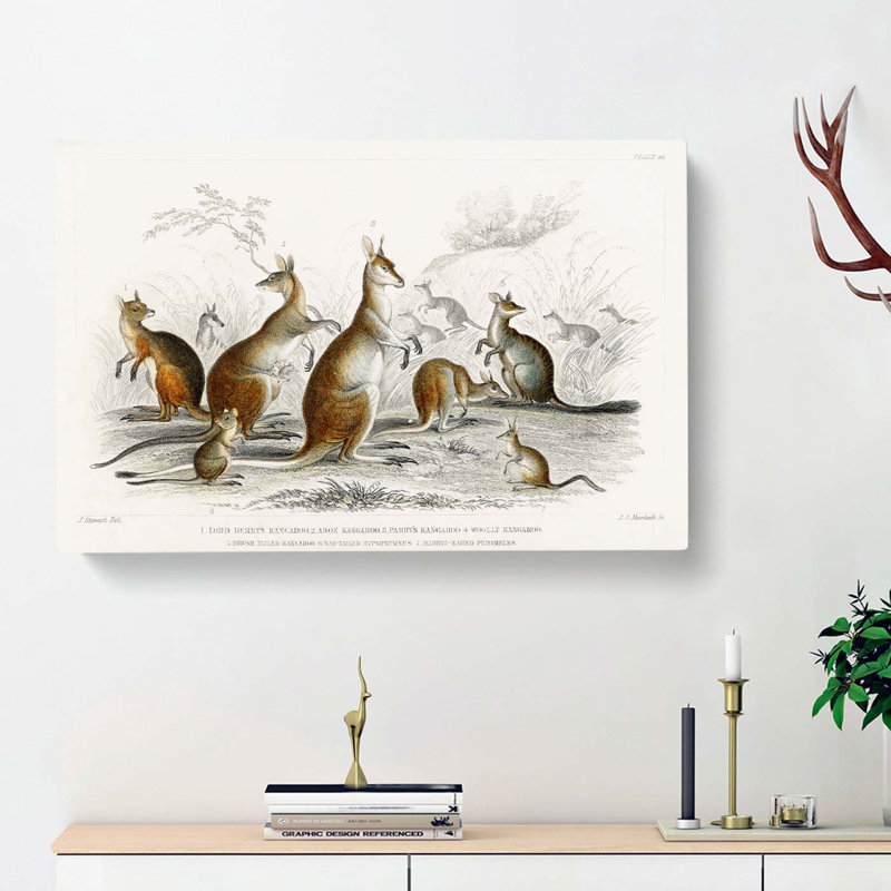 Kangaroos by Oliver Goldsmith - Wrapped Canvas, 50cm H x 76cm W x 3cm D