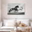 Sprint de chevaux arabes-487517136-487517147