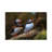 Puffins by Mateusz Piesiak - Wrapped Canvas Gallery-Wrapped Canvas Giclée-2094163312