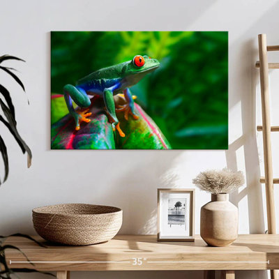 Crowle Red Eyed Frog