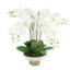 Orchids Arranged in Ceramic Key Footed Pot