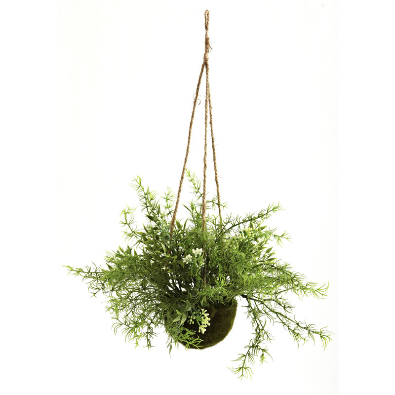 Panier suspendu Ruscus, Sedum & Springeri