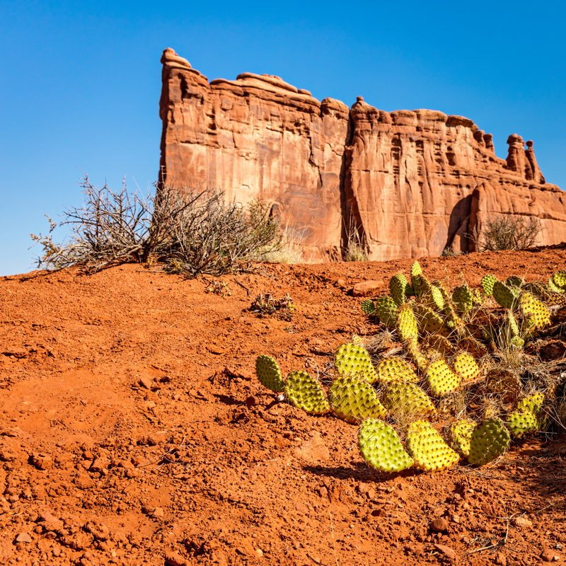 Prickly Pear Cactus In Arches National Park - Wrapped Canvas Print, 122cm H x 122cm W x 3.8cm D