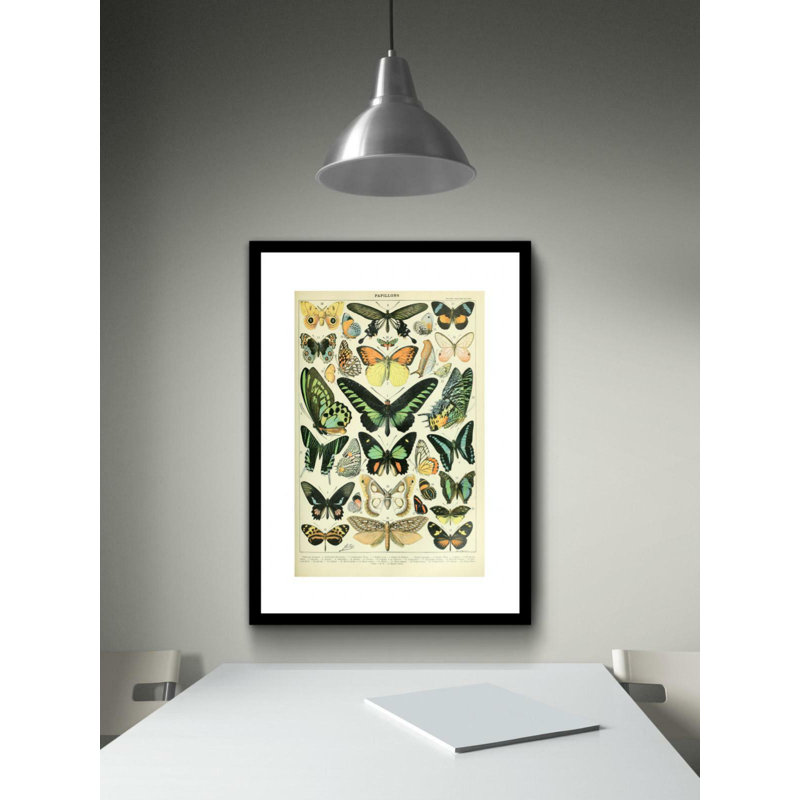 Butterflies Chart By Millot Butterflies Chart by Adolphe Millot - No Frame Print, 50cm H x 40cm W