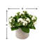 Kalanchoe Arrangement in Fiberstone Pot-1078803482