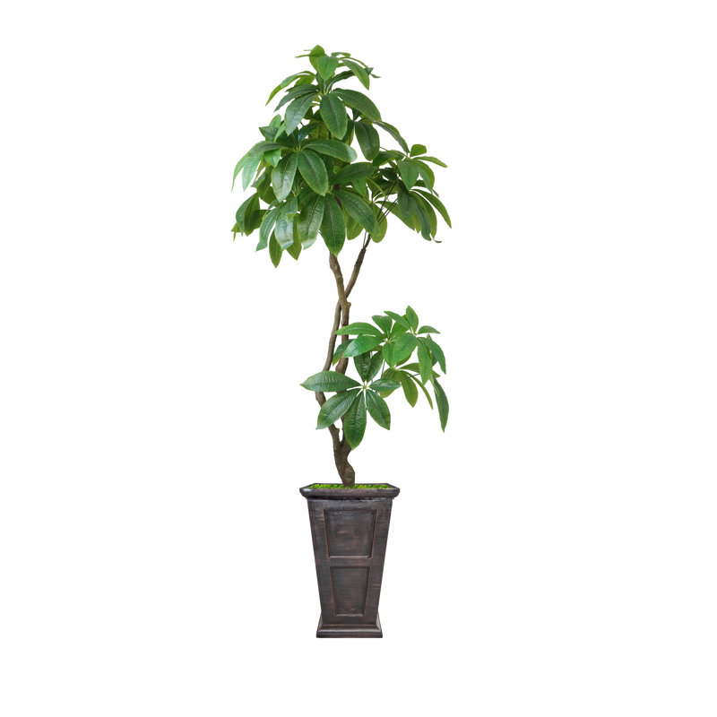 Pachira Aquat Panama en pot 91 po