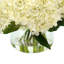 Hortensias en vase-1961224517
