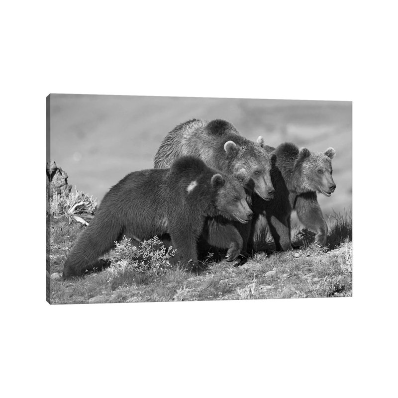 Grizzly Bear Mother With Two One Year Old Cubs, North America by Tim Fitzharris - Gallery-Wrapped Canvas Giclée on Canvas