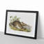 Swamp Hare by J.W. Audubon - Picture Frame Art Prints-55616763-55616762