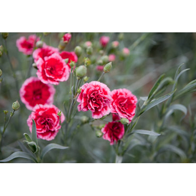 Carnations - Wrapped Canvas Print