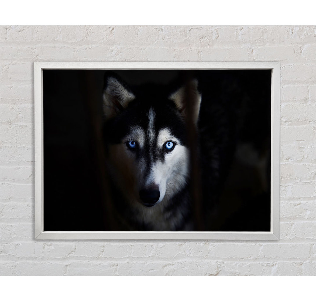 Husky Hund Wolfsgesicht - Druck