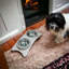 Belfort Pet Bowl
