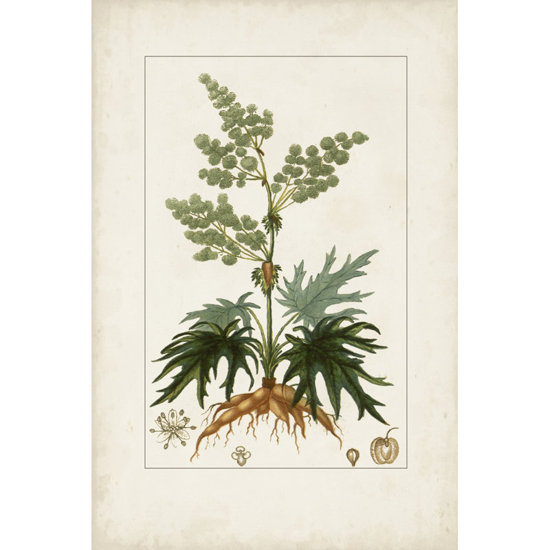 Antique Turpin Botanical III by Turpin - Art Print, Black Floater Framed, 46cm H x 30cm W