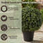 Ensemble de 2 buis artificiels Pure Garden