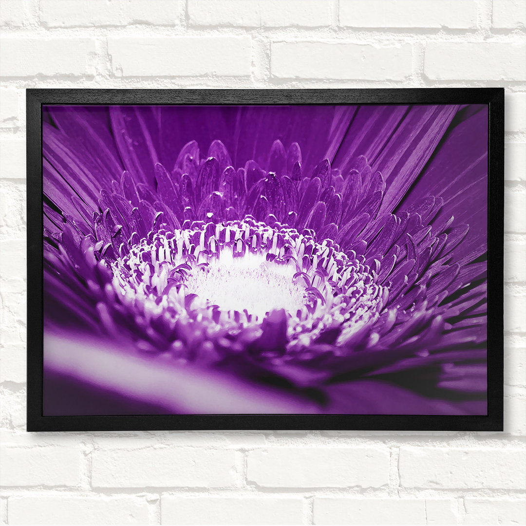 Gerahmter Kunstdruck Daisy Centre Purple