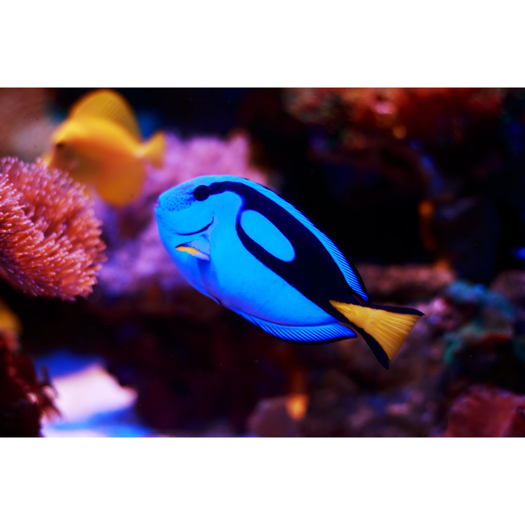 Blauer Tang Fisch Tropische Fische